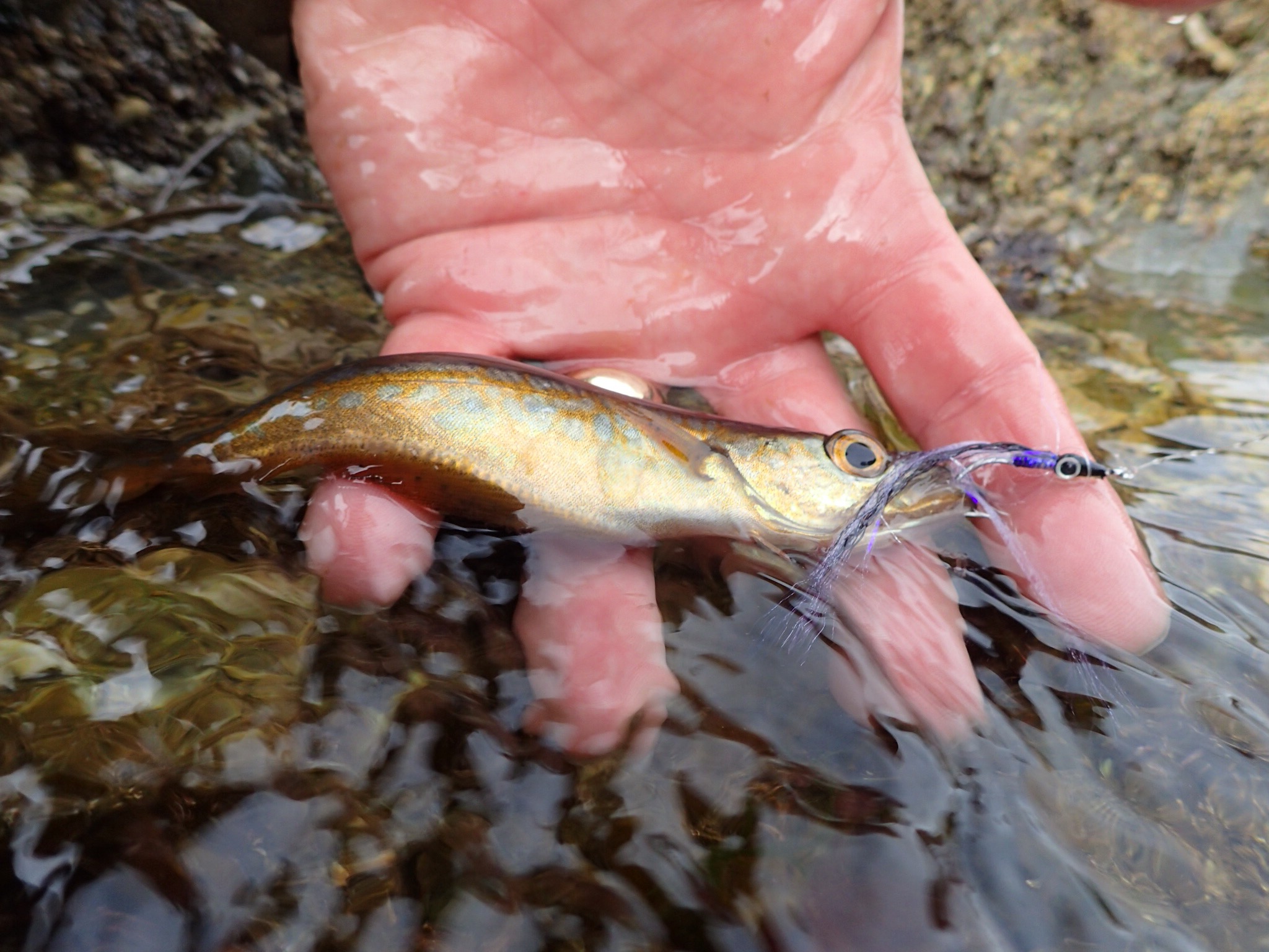 UK Saltwater Fly Fishing Festival Day 1 Peaks Fly Fishing