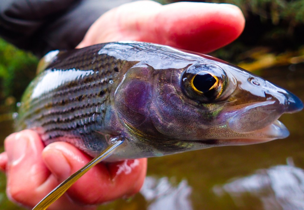 A Derbyshire Grayling from a fly fishing lesson
