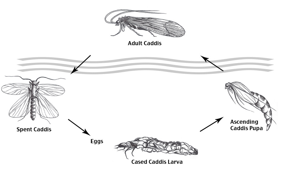 Lifecycle of the caddis fly