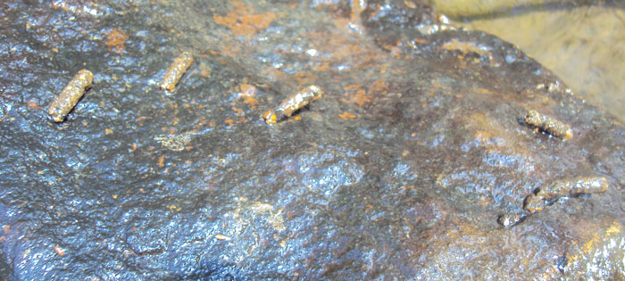 Cased Caddis on the underside of a rock