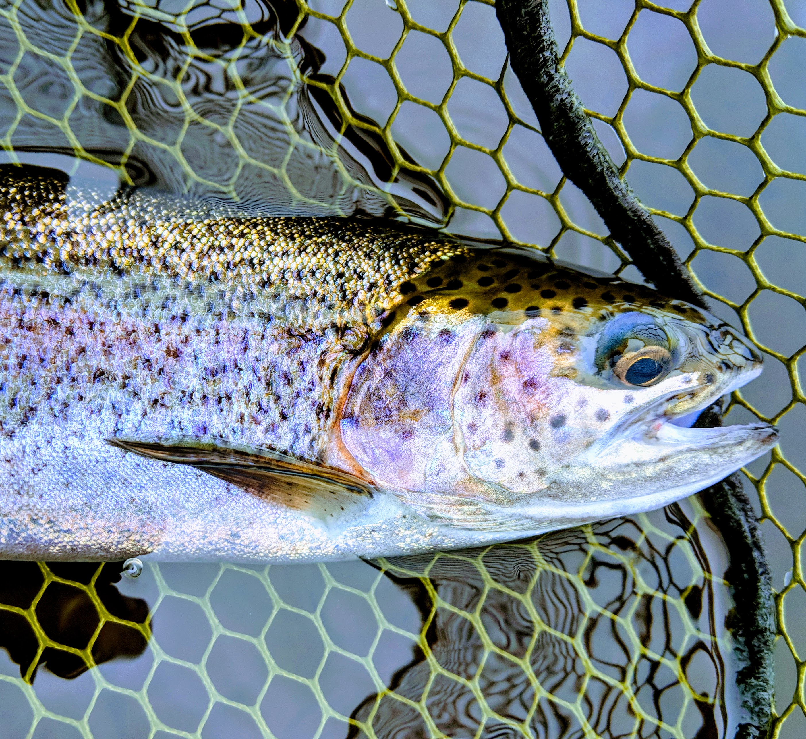 5 Essential Reservoir Dry Flies For Late Summer & Autumn Fishing