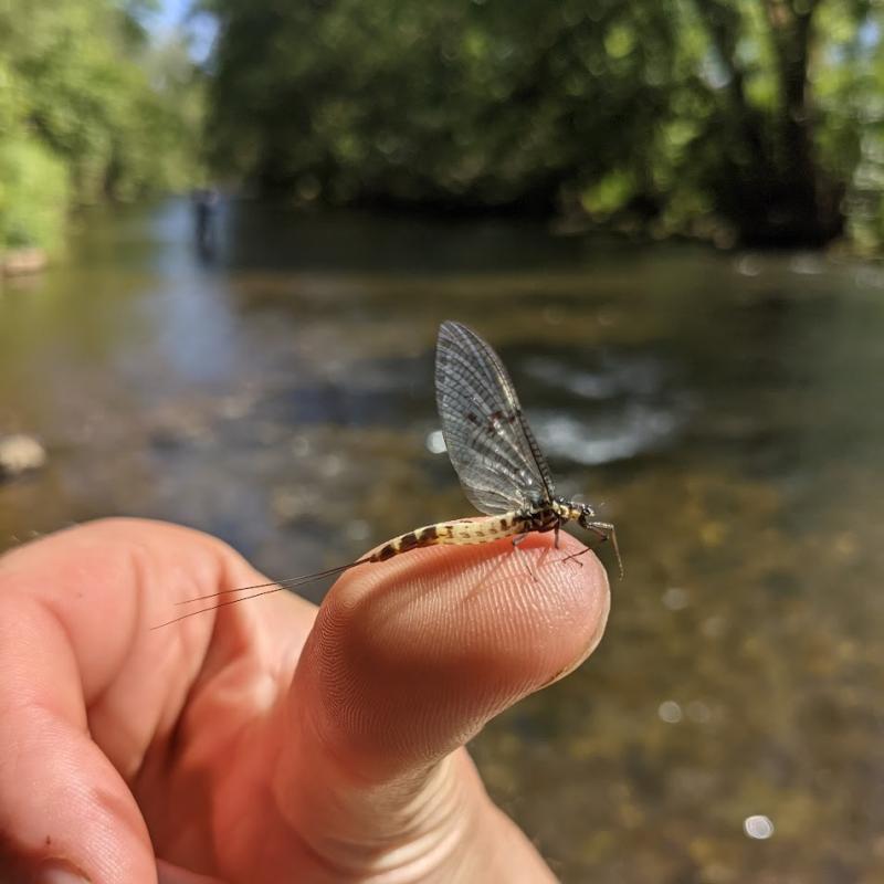 mayfly on the river
