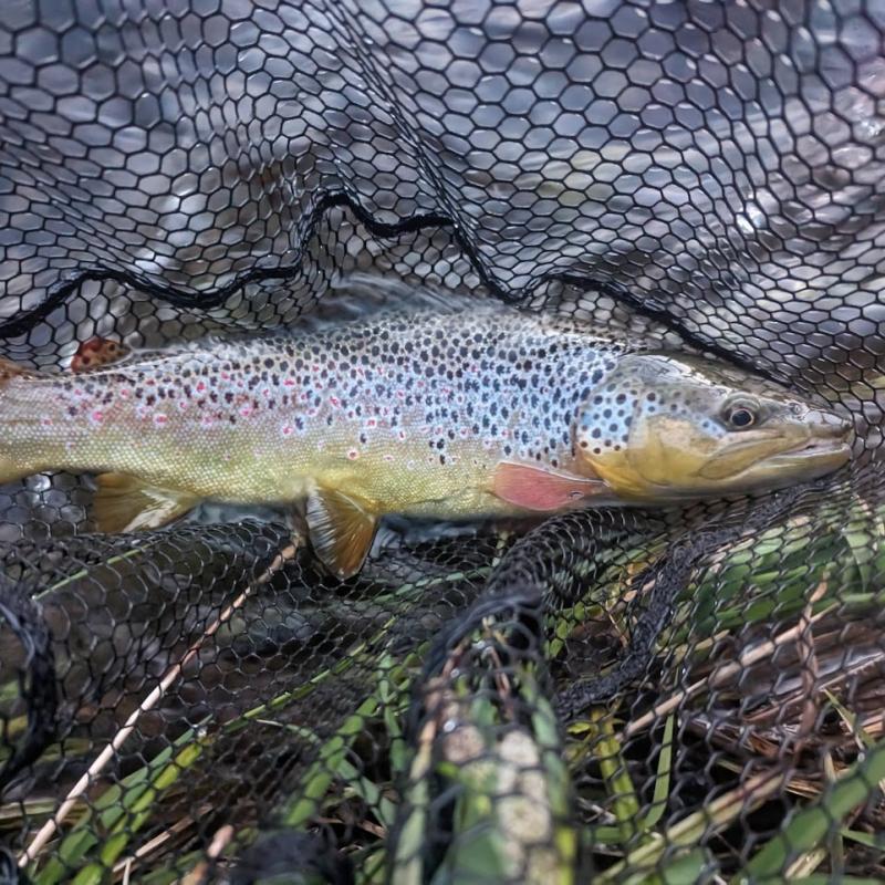 wild brown trout on a fly fishing guided day