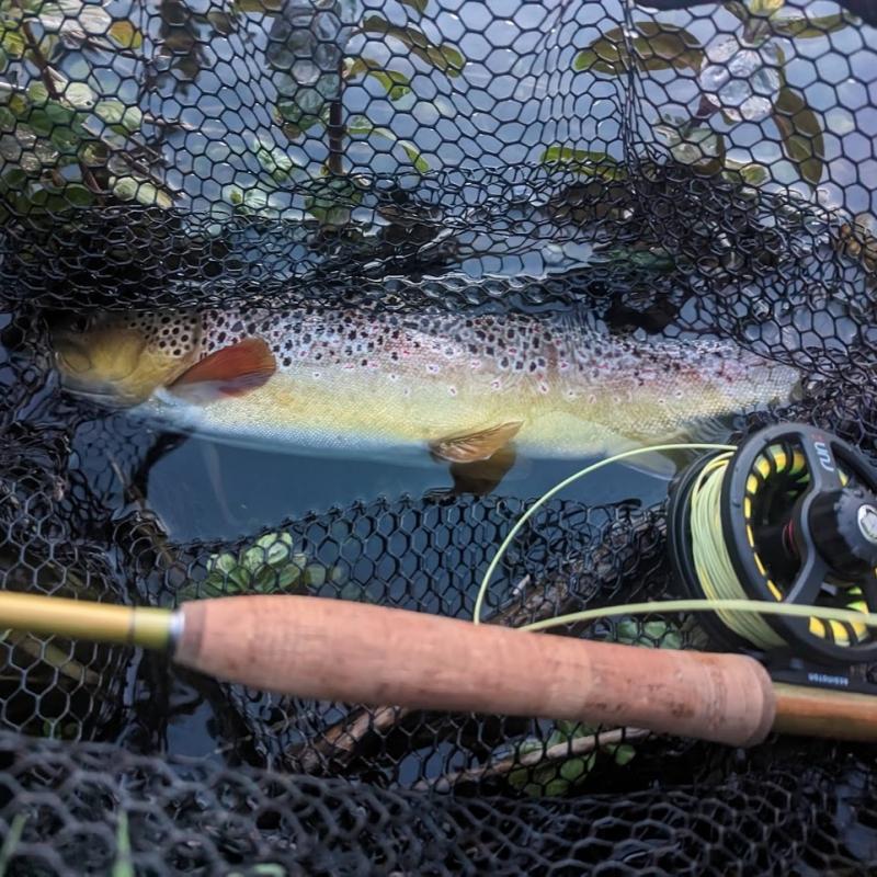a wild brown trout caught on a fly fishing lesson