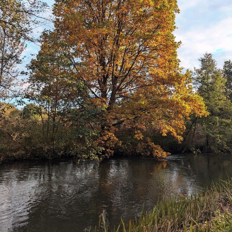 fly fishing for grayling in autumn