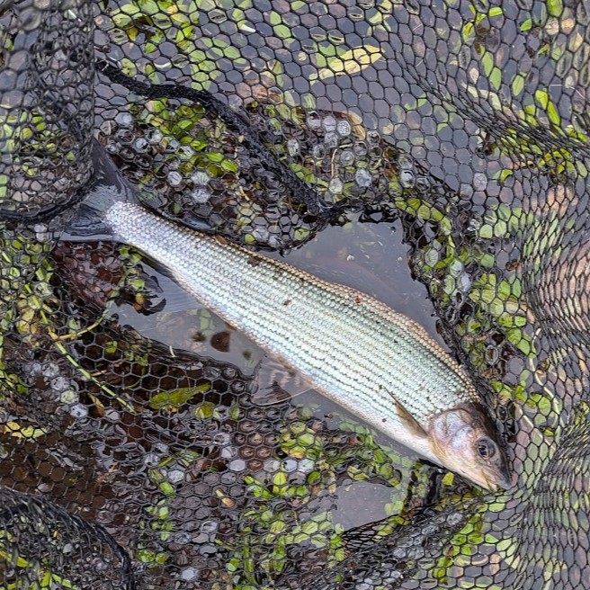 grayling on a fly fishing guided day