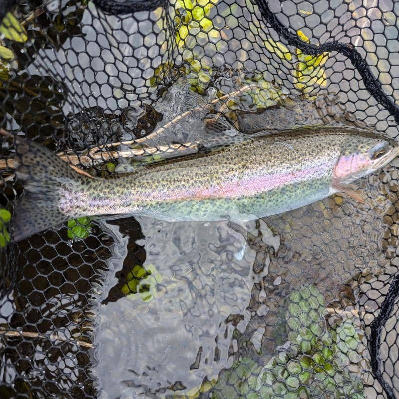 wild rainbow trout on a fly fishing guided day