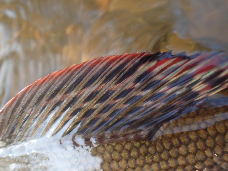 grayling fin