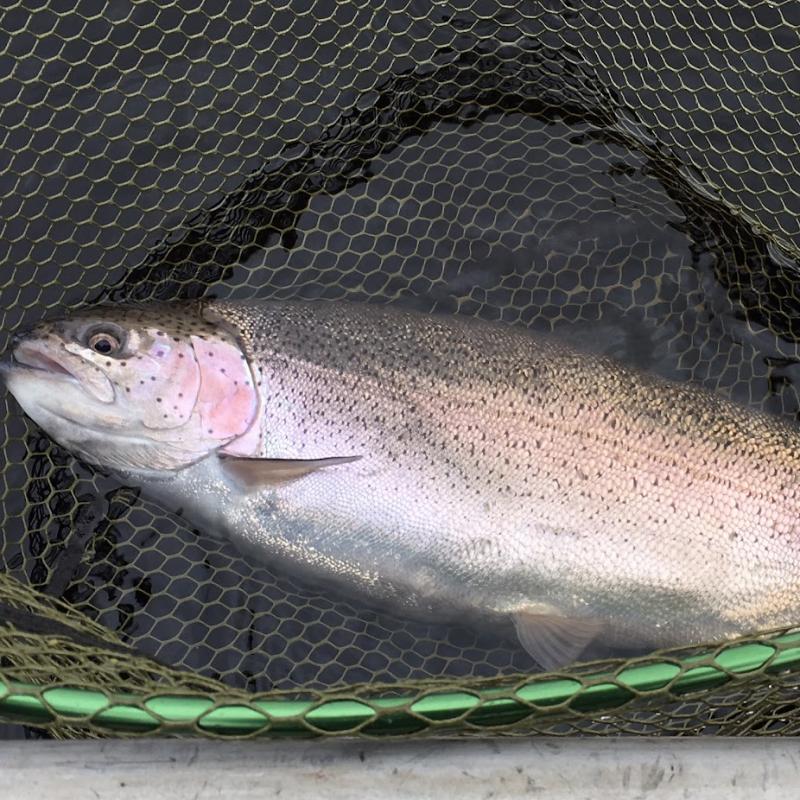 Big rainbow caught on a fly fishing lesson at ladybower